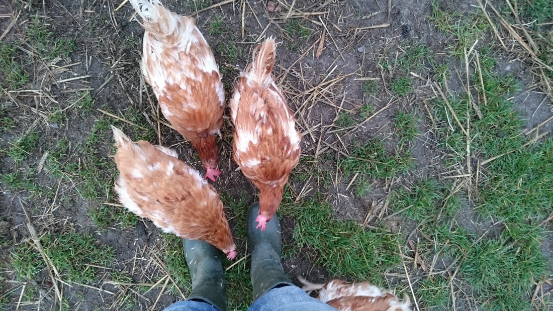 Drie kippen scharrelen rond een paar laarzen