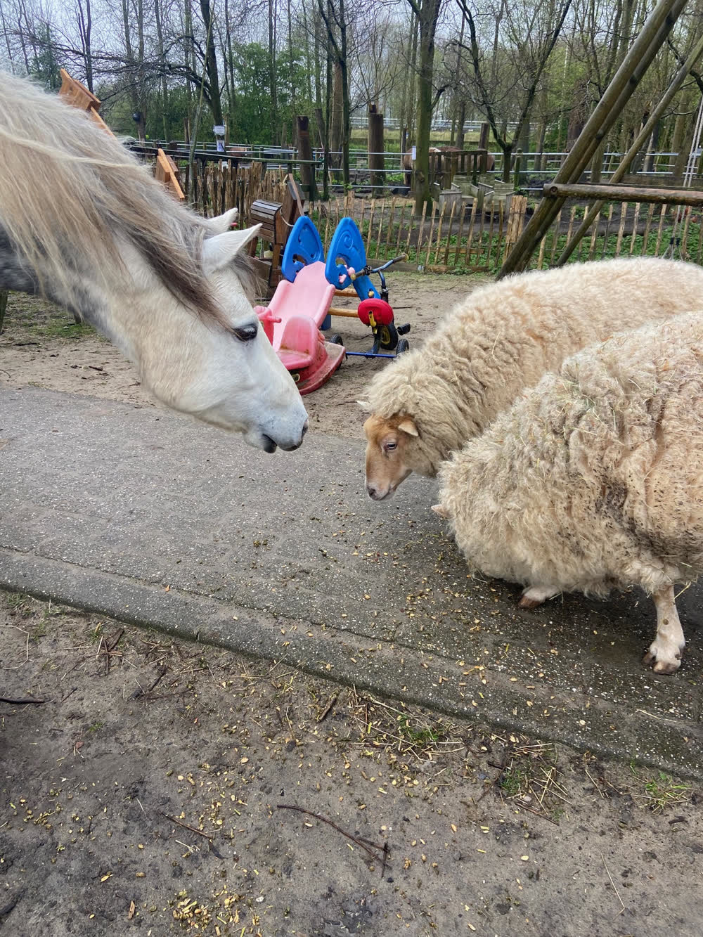 Een pony en een schaap samen buiten op het erf