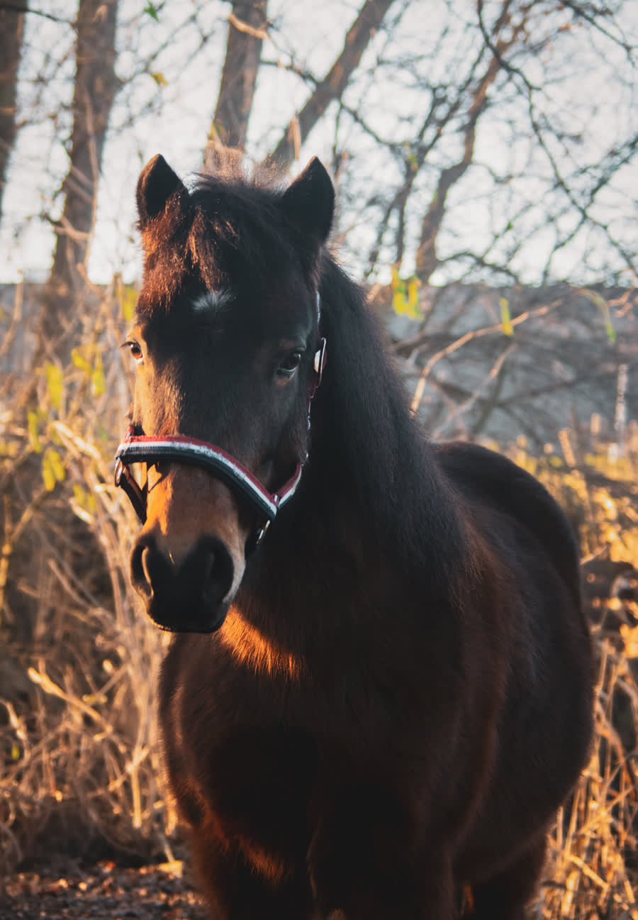 Baloe, een van de pony's van de boerderij