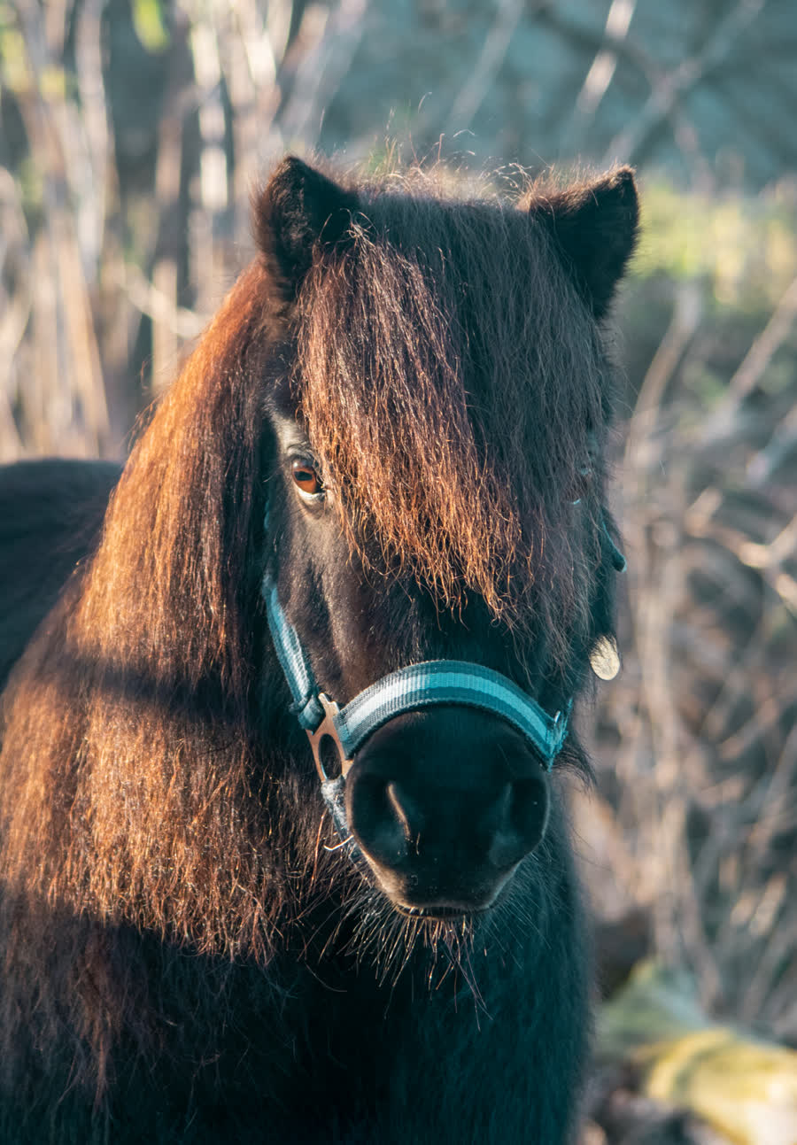 Blitz, een van de pony's van de boerderij