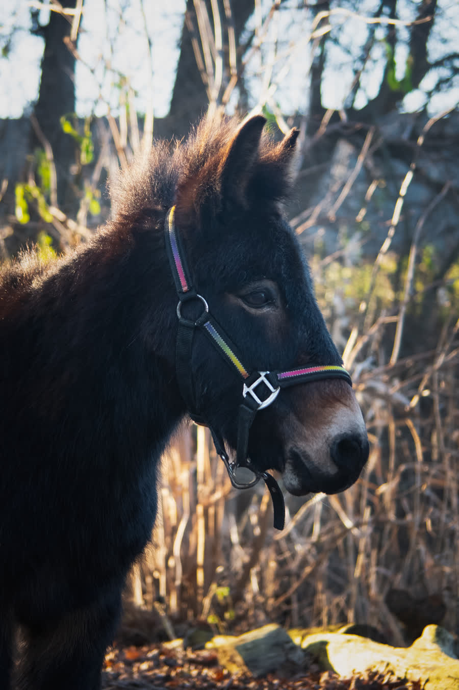 Johnny, een van de pony's van de boerderij