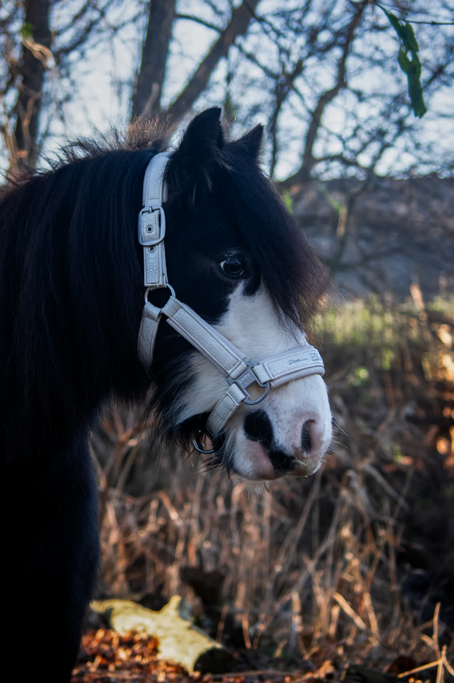Mathilda, een van de pony's van de boerderij