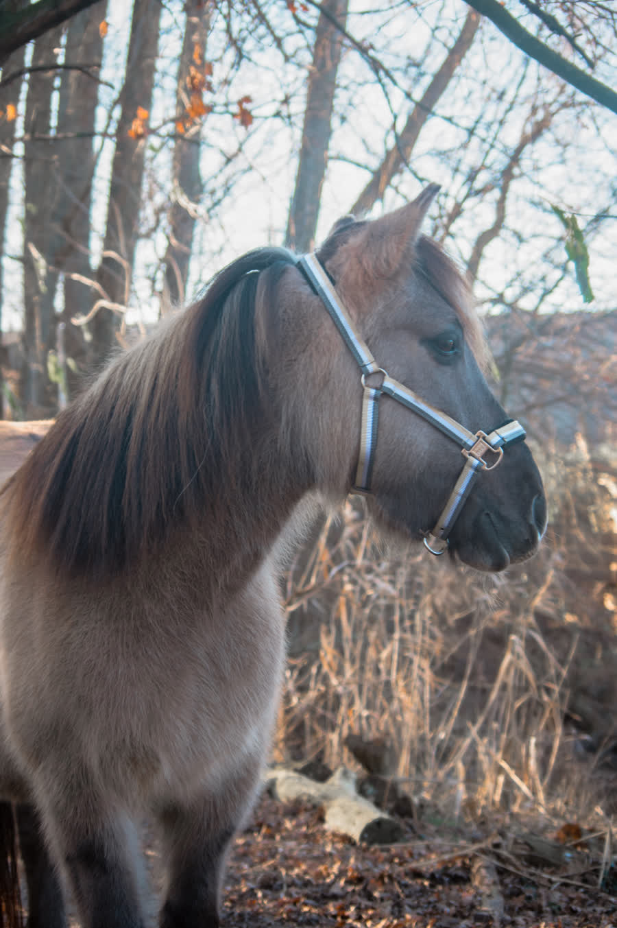 Maud, een van de pony's van de boerderij