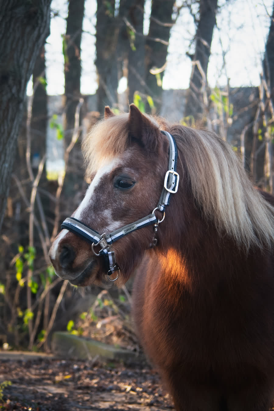 Nala kijkt rustig naar de camera