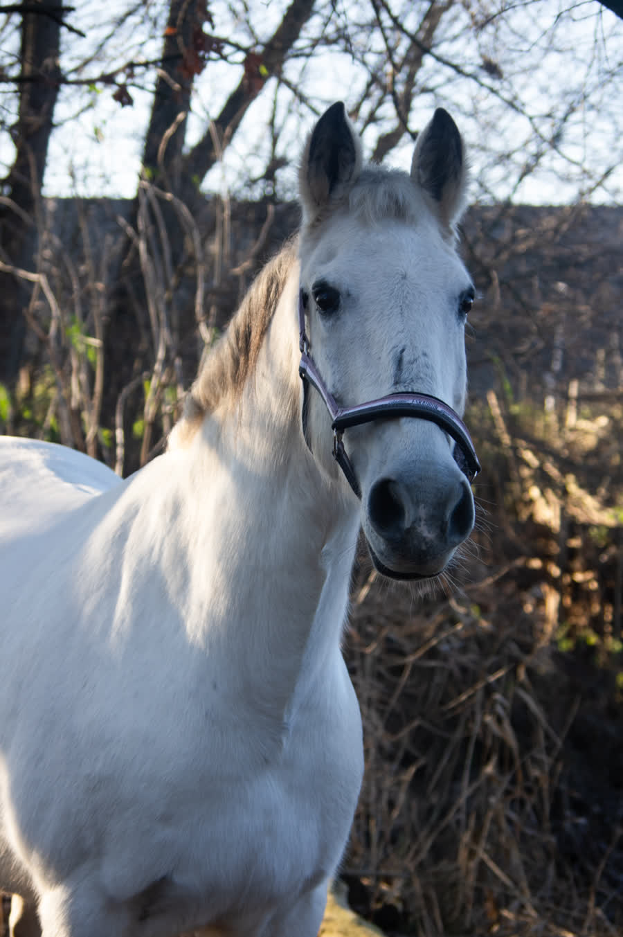 Nova, een van de pony's van de boerderij