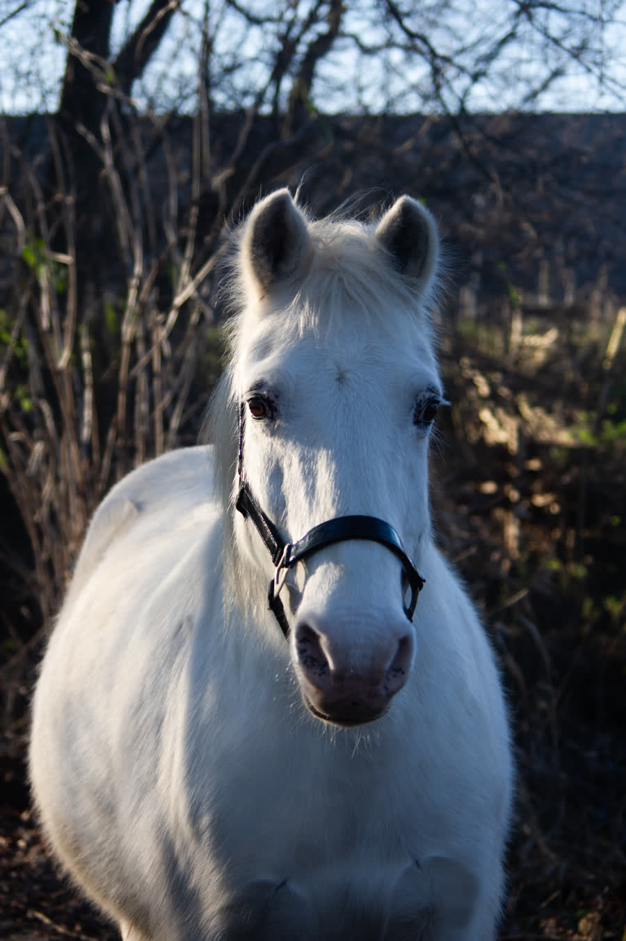 Olaf, een van de pony's van de boerderij