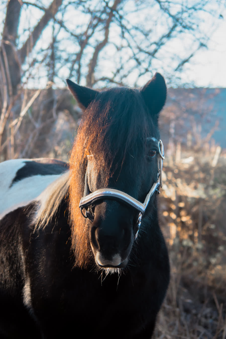 Pebbles, een van de pony's van de boerderij