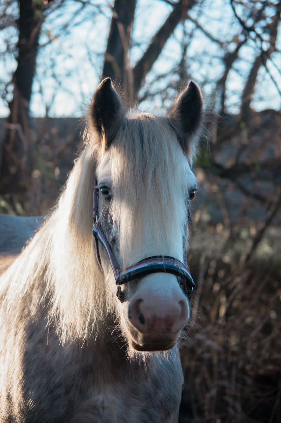 Silvie, een van de pony's van de boerderij