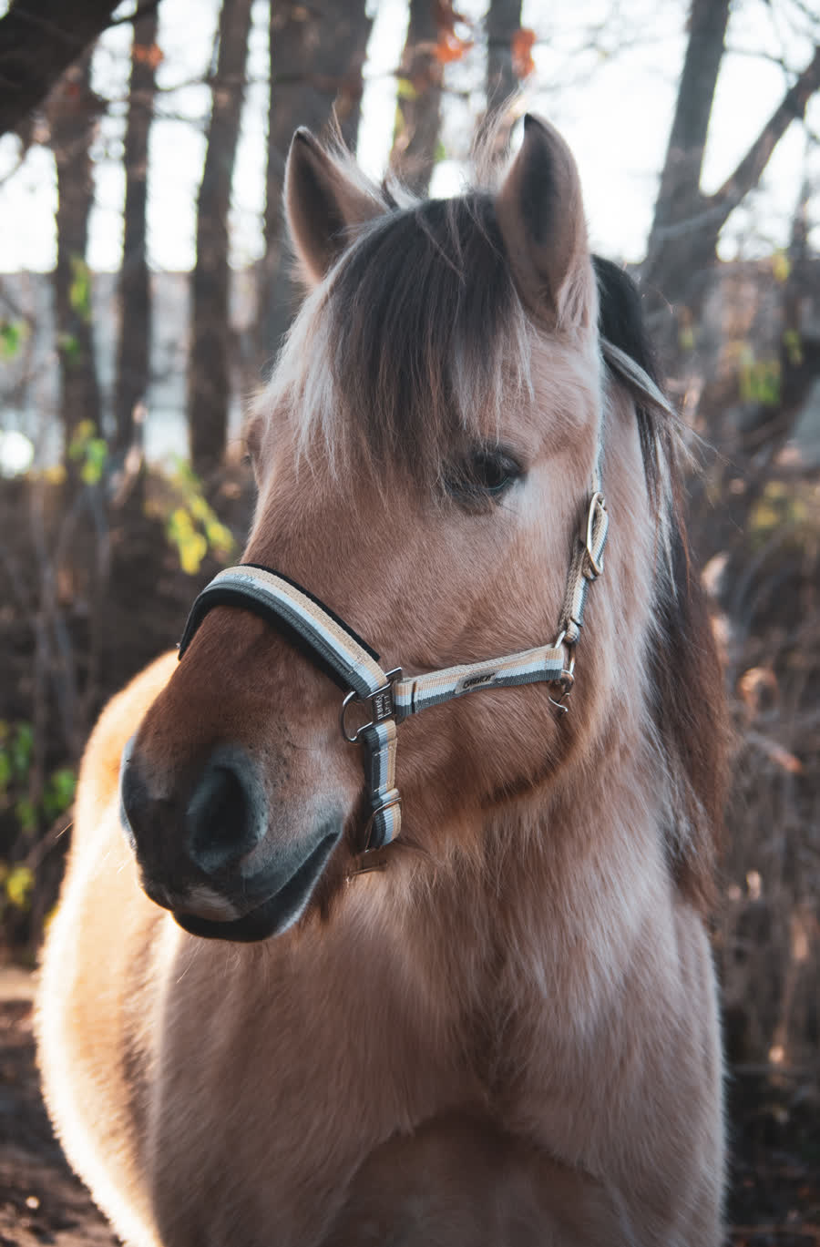 Simba, een van de pony's van de boerderij