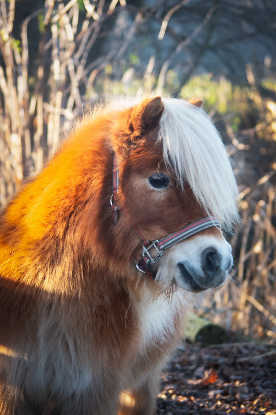 Twinkle, een van de pony's van de boerderij
