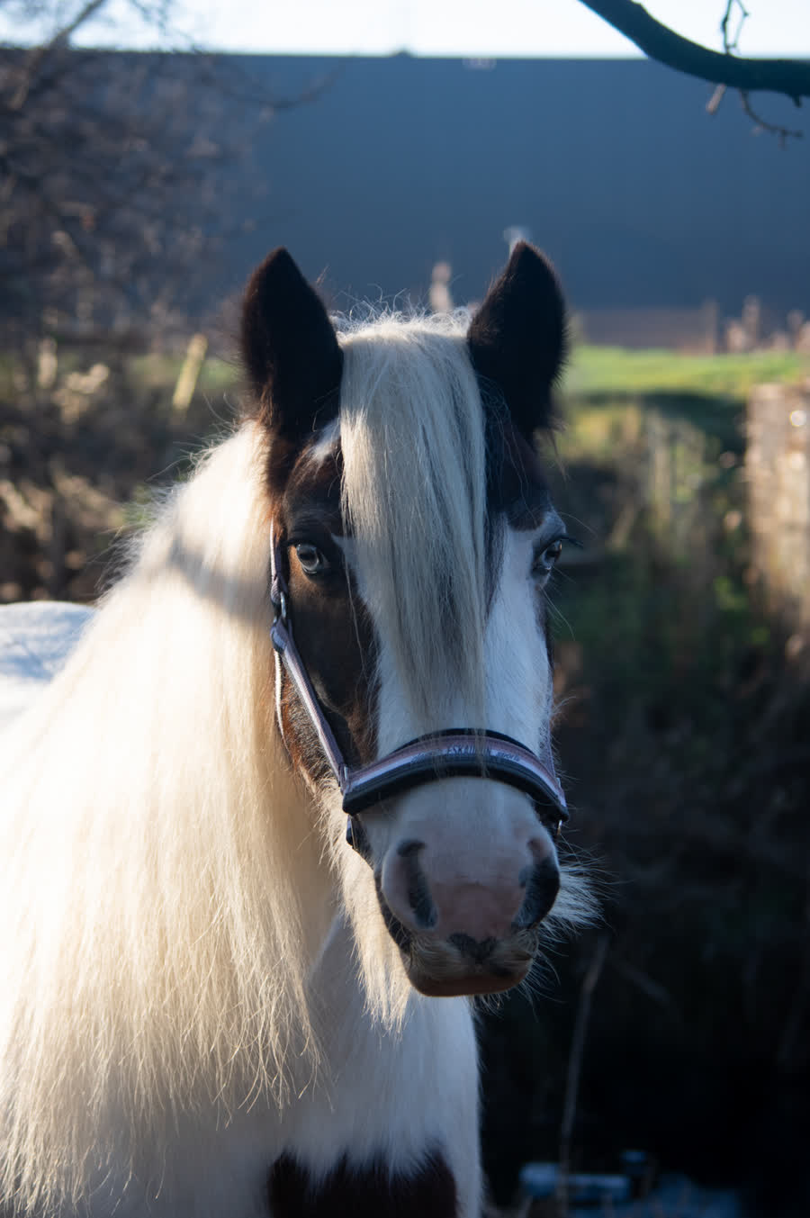 Zohra, een van de pony's van de boerderij